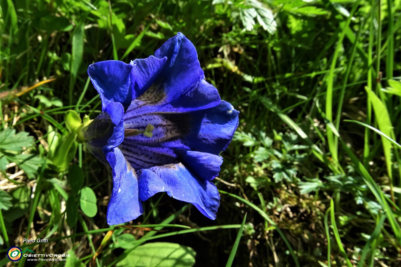 19 Genziana di Clusius (Gentiana Clusii).JPG